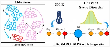 FMO energy-transfer paths, thermal and static disorder, and a large-site matrix product state.