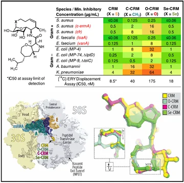Publisher graphical abstract comparing cresomycin sulfur-replacement analogs, antibacterial activity, and ribosome binding.