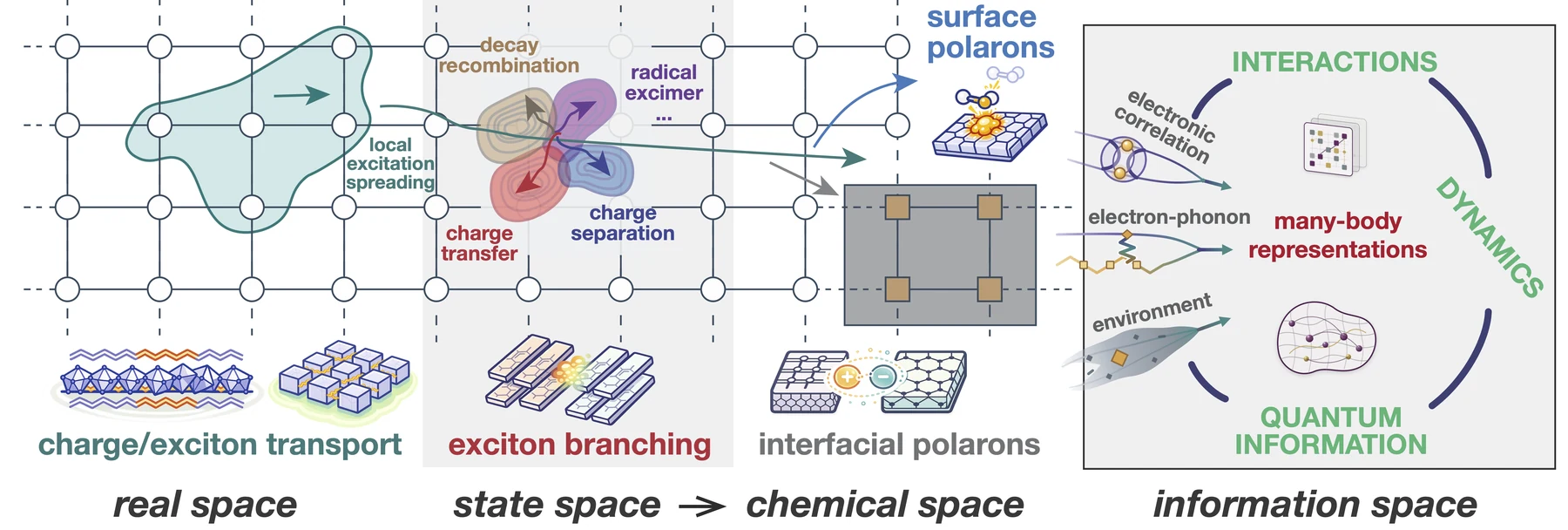 Quantum dynamics in optoelectronic materials: charge and excitation transport, competing decay and charge-transfer pathways, surface and interfacial polarons, and connections between many-body interactions, dynamics, and quantum information.